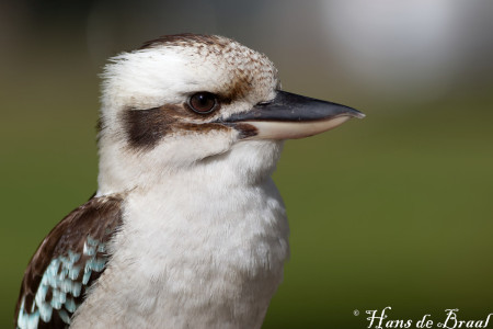 kookaburra